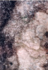 Brigantia