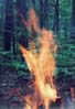 Firefly
