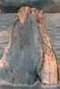 Whale Maiden