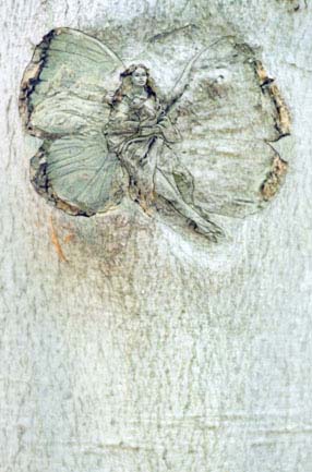 Peribaea