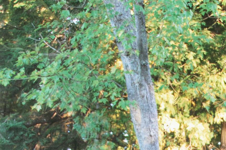 Detail 1