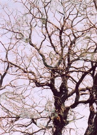 woven sky